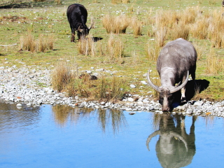 基督城奥拉纳野生动物园