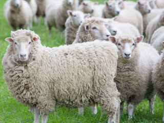 奥克兰绵羊世界