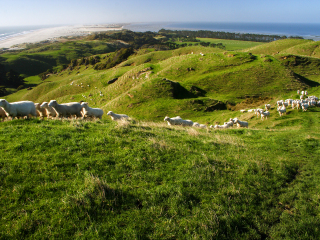 奥克兰绵羊世界