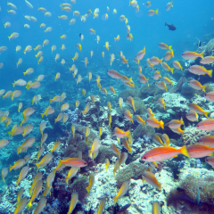 scuba diving the coral reef around Phuket, Thailand