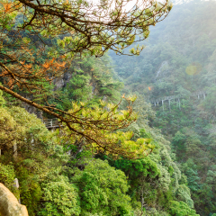 Sunrise, Jinggangshan Pine, Jiangxi