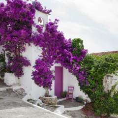 Old picturesque house of Alonissos chora with bougainvillea bush, Sporades Islands, Greece