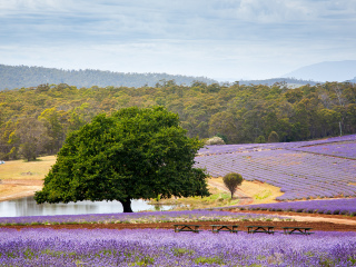 飘丝薰衣草庄园