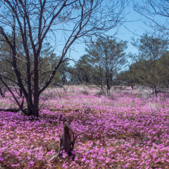 Western Australia pink wildflowers growing in the outback bush with blue sky