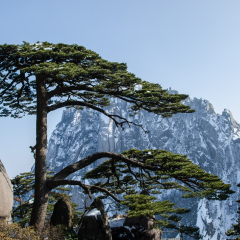 黄山著名景点迎客松