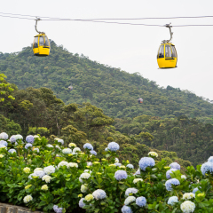 Da Nang, Vietnam - Apr 2, 2016: Cable car with flowers on foreground for transportation to Ba Na Hills site, 30km from Da Nang city