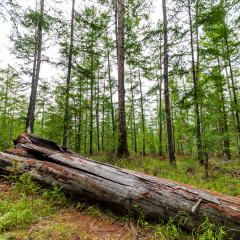 内蒙古莫尔道嘎国家森林公园
