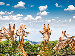 悉尼塔龙加动物园