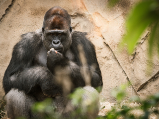 悉尼塔龙加动物园