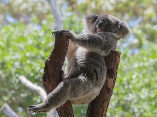 悉尼塔龙加动物园