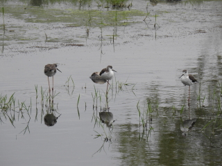 注南贮水池(候鸟栖息地)
