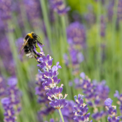 Lavender in full bloom is a paradise for hungry insects. A bumblebee is landing for a meal of sweet nectar. The insect is pollinating the different flowers simultaneously.