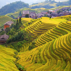 The Longsheng Rice Terraces(Dragon's Backbone) also known as Longji Rice Terraces are located in Longsheng County, about 100 kilometres (62 mi) from Guilin, Guangxi, China