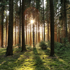 Wooded forest trees backlit by golden sunlight before sunset with sun rays pouring through trees on forest floor illuminating tree branches