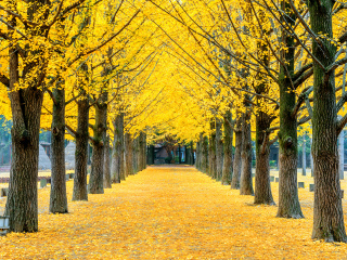 南怡岛综合休养地