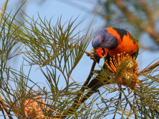 霍华德泉自然公园