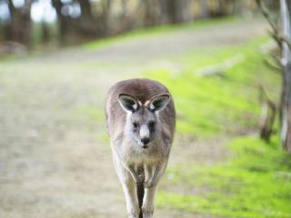 菲利普野生动物园