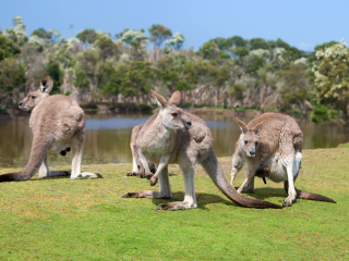菲利普野生动物园