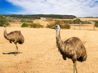 菲利普野生动物园