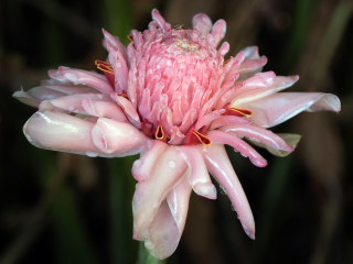 乔治布朗达尔文植物园