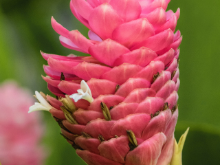 乔治布朗达尔文植物园