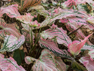 乔治布朗达尔文植物园