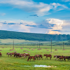 Yakeshi Hulun Buir grassland