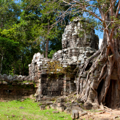 Tropical tree on Ta Som, Angkor wat in Siem Reap,Cambodia