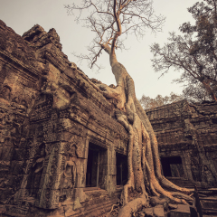 Banyan tree root covering Ruin prasat Ta som near Angkor wat and Angkor Thom Siemreap Cambodia