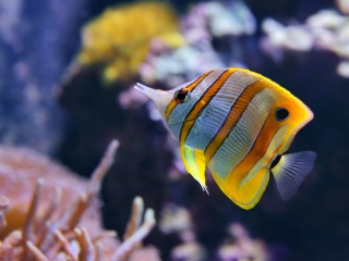 印度洋太平洋水族馆