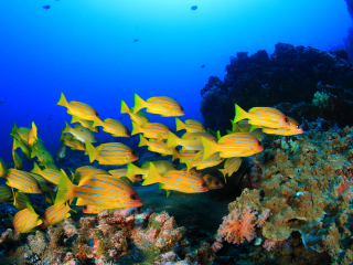 印度洋太平洋水族馆