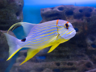 印度洋太平洋水族馆