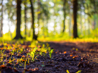 凯瑟琳低层次自然公园