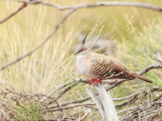 乌鲁鲁卡塔丘塔国家公园