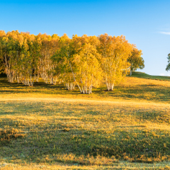 秋季内蒙古乌兰布统草原上金黄色的白桦树