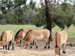 华勒比开放式动物园