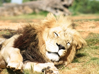 华勒比开放式动物园