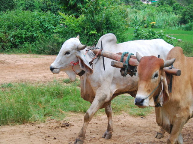  泰国清迈机票 当地4晚5日游>纯玩小团,双龙寺祈福,宁曼路泰式餐厅