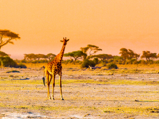 安博塞利国家公园