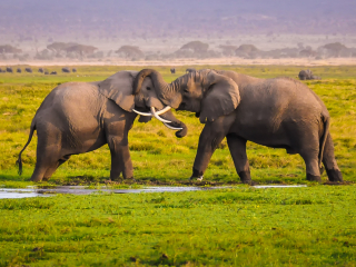 安博塞利国家公园