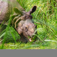 Rhino is eating the grass in wildlife, Chitwan national park, Nepal