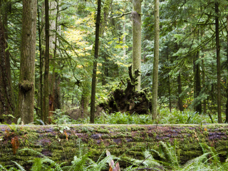 麦克米伦省级公园