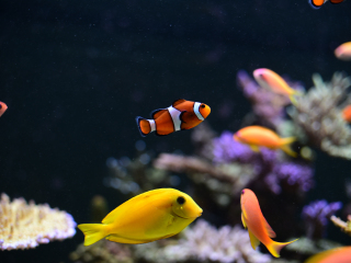 圣马洛大水族馆