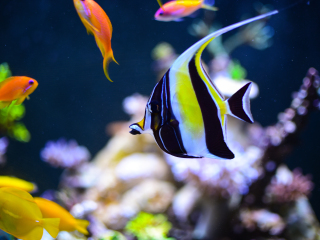 圣马洛大水族馆