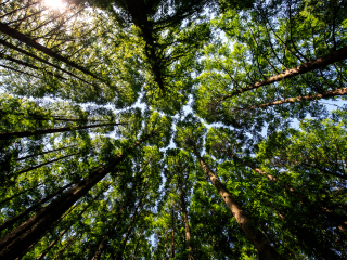 大关岭自然休养林