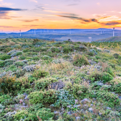 Zhangbei Prairie Tianlu Wild Fox Ridge Twilight