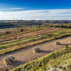 Zhangbei Grassland Tianlu Wild Fox Ridge scenery