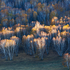 Bashang grassland with trees