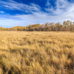 Bashang Grassland Autumn