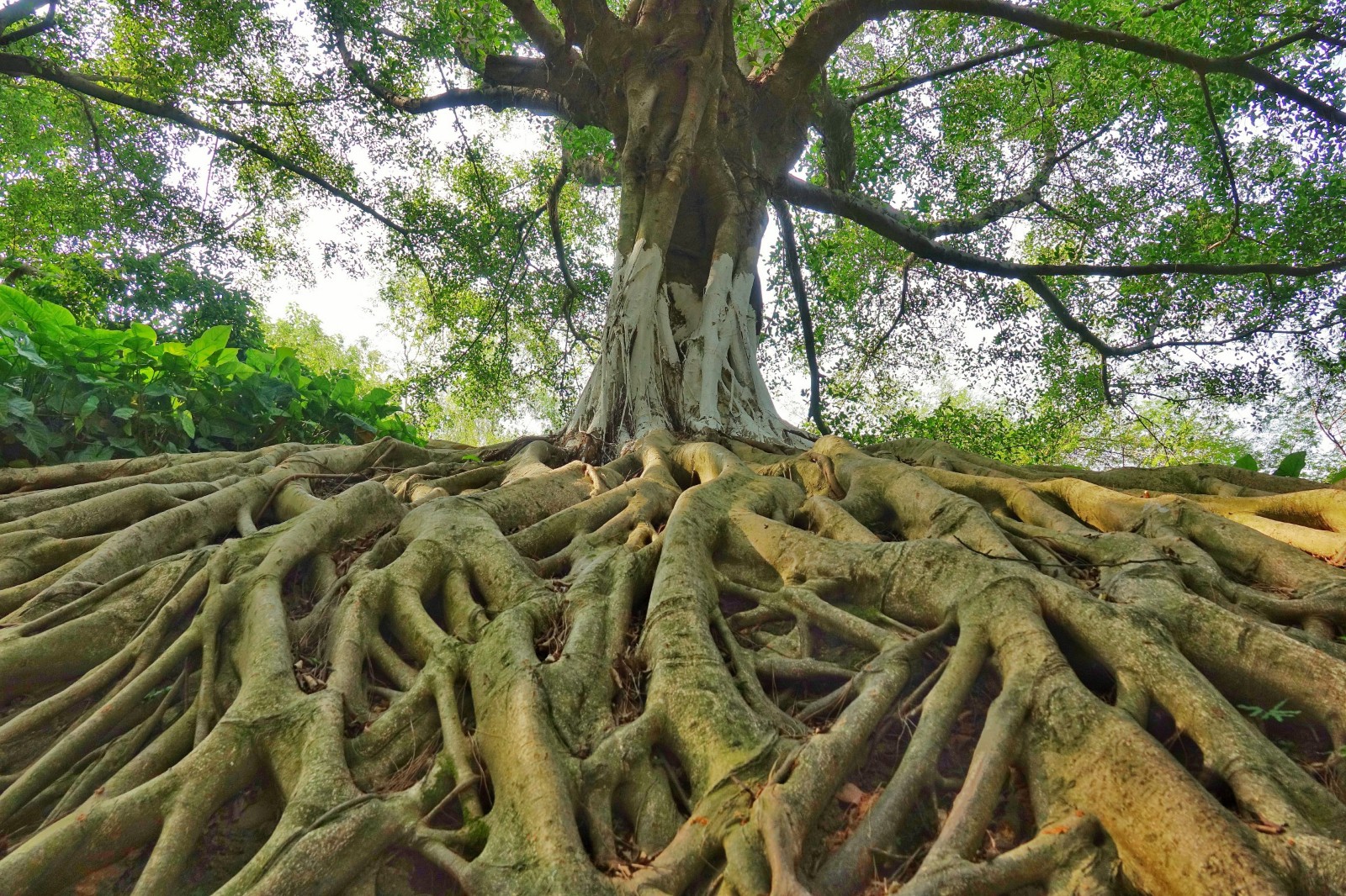 佛山秋色盈韵,岭南风华流传